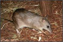 Bandicoot1
