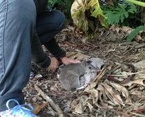 Bandicoot3