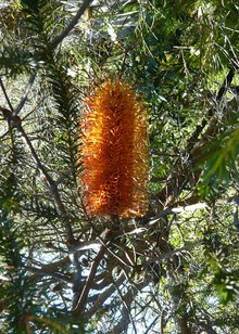 Native_Banksia