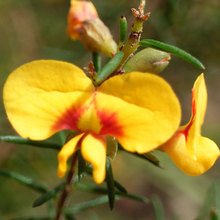 Native_Dillwynia