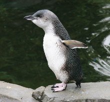 Native_LittlePenguin