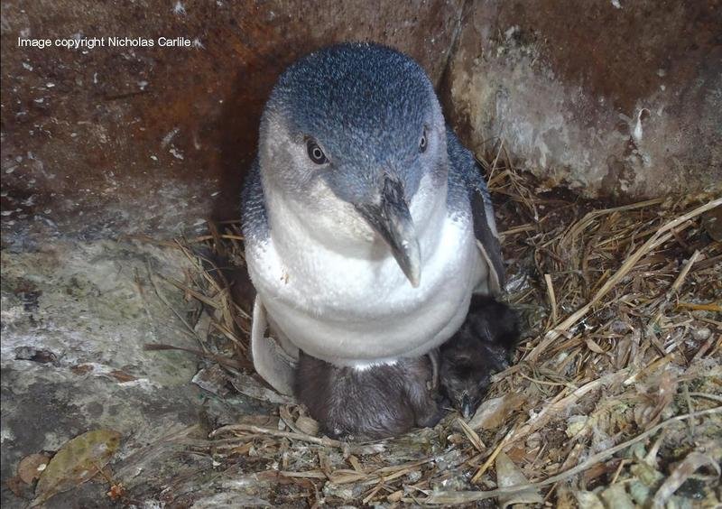 Nicholas Carlile Penguin Image Copyright